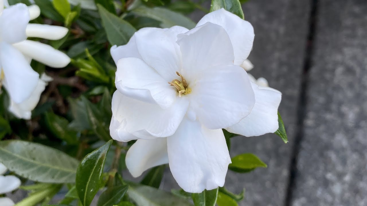 Deadhead For Gardenia "Frost Proof" (4K) July YouTube