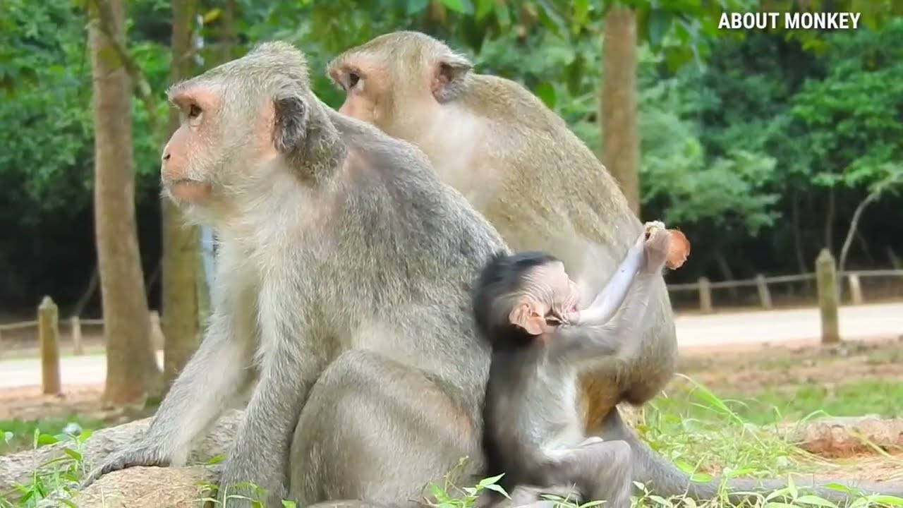 Baby Monkey Jinx So Strong And Growing Up Fast