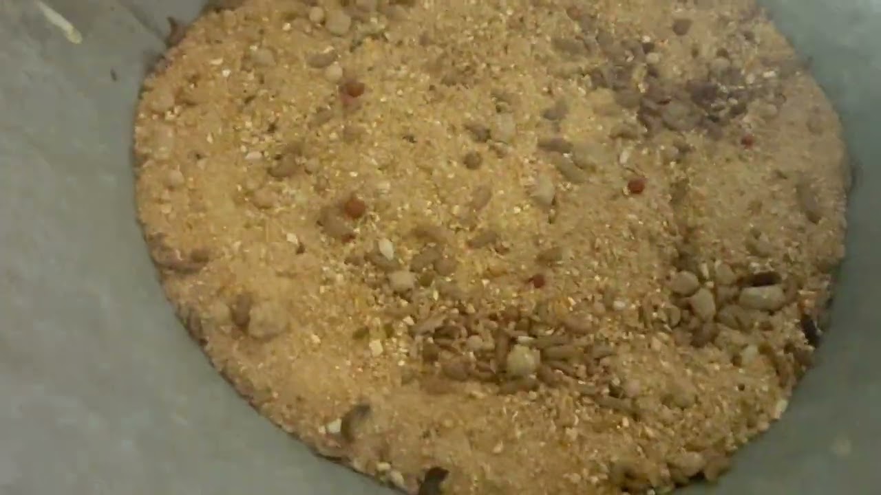 خطوات بسيطة لكبس علف ناجح لدجاج اللاحم بواسطة ديدان يرقات ذباب الجندي الأسود