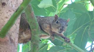 'Squirrel Raided Hummingbird's Nest'..