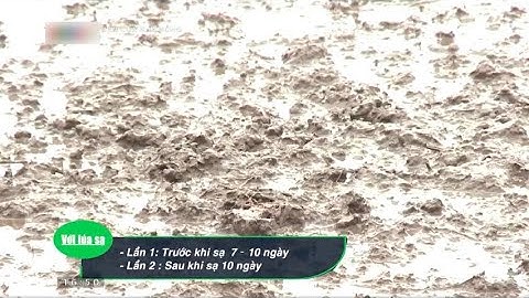 Cách diệt chuột bằng phương pháp an toàn trên ruộng lúa