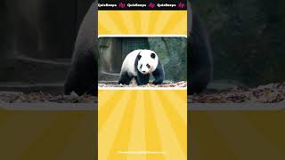 🐼🚨 Can You Ace This Panda Quiz in 60 Seconds? #panda #wildpanda #quiz #trivia #naturelove # screenshot 4