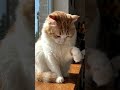 turkishcat #shortsviral #shortvideo #shortvideo #shortsfeed #shortsfeed #subscribe