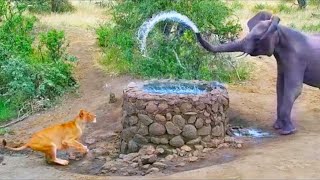 Elephant Sprays Water at Lion | Porcupine Parents Protect Babies From Leopard
