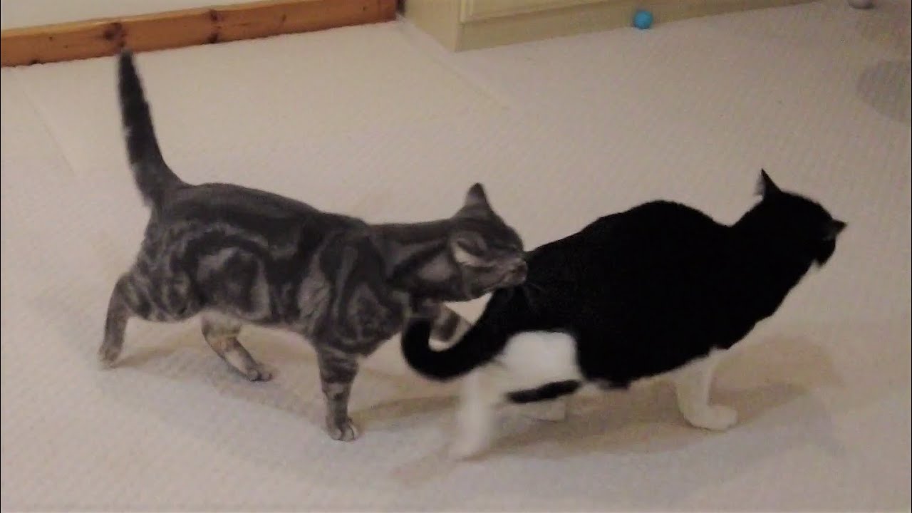 Cat Bites Other Cats Butt YouTube