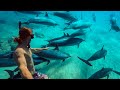 Swimming with Dolphins in Hawaii! | MicBergsma