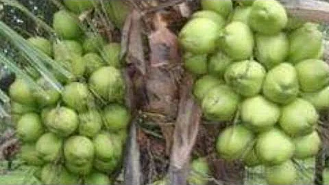 O que fazer quando o coqueiro não produz?