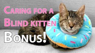 Caring for a blind kitten, Buddy! BONUS COMPILATION