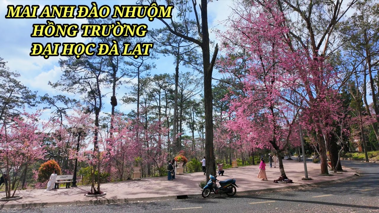 Mai Anh Đào nhuộm hồng trường đại học Đà Lạt