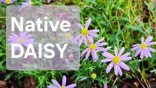 Brachyscome  Growing Native Daisies