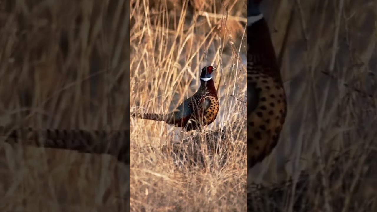Phasianus colchicus torquatusBird