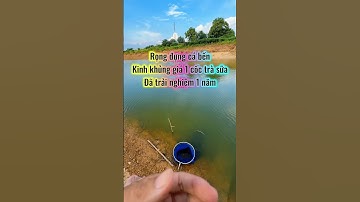 Đã tìm ra rọng đựng cá ngon bổ rẻ bền | dùng 1 năm mới lên đánh giá....#rongdungcacaudai