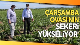 Çarşamba Ovasında 10 Yıl Sonra Şeker Pancarı Heyecanı Yaşanıyor