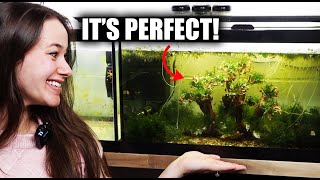I Decorated a BONSAI TREE for my CHERRY SHRIMP Tank!  ADayWithT
