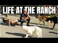 A Brand New Puppy's First Day at the Ranch! | Life at the Ranch Ep. 2