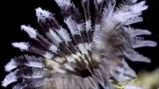 Lulezimi I Koraleve Ne Timelapse