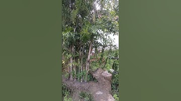 lokasi kebun buah naga ke 2 dihimpit dg rumah #kebunbuahnaga