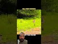 Warthog play with lion #animals #shortvideo #lion #shorts #warthog