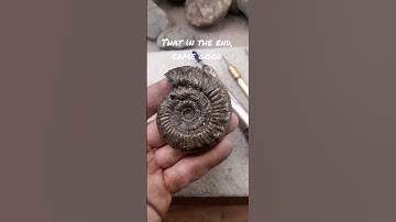 A Peronoceras Subarmatum #fossil #ammonite #fossilprep #fossilfinds #fossilhunter #fossils #whitby