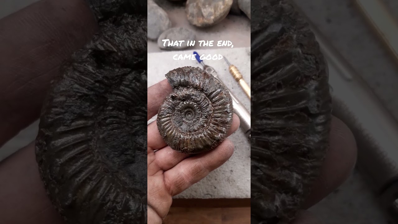 A Peronoceras Subarmatum 