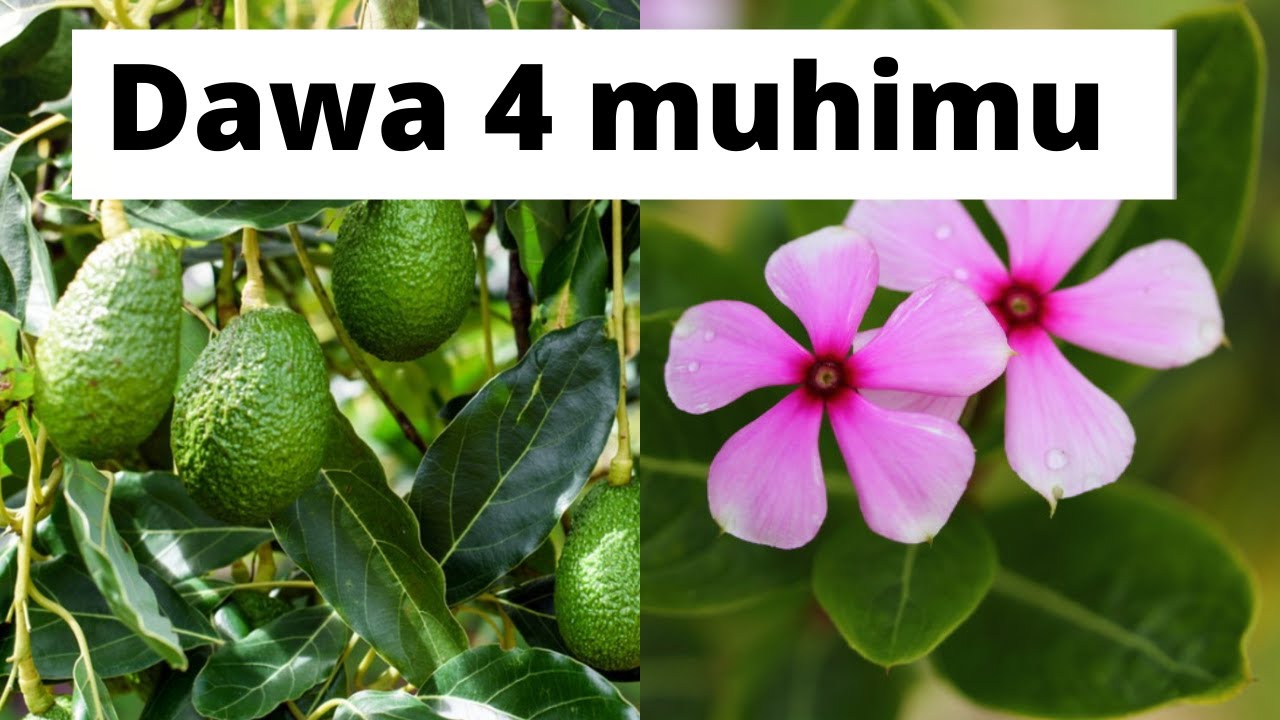 Hakikisha umepanda miti hii nyumbani kwako