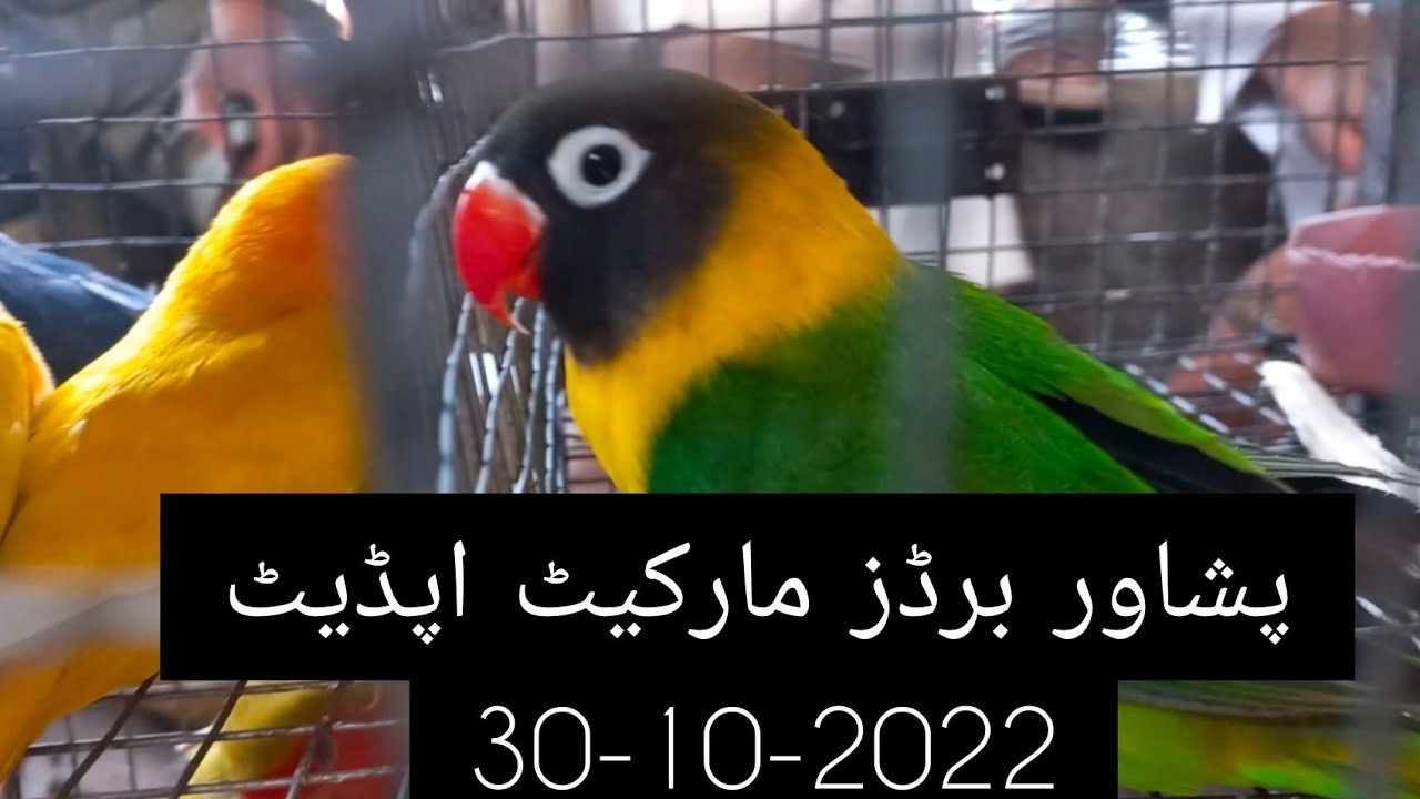 Peshawar Birds Market Chargano Chowk