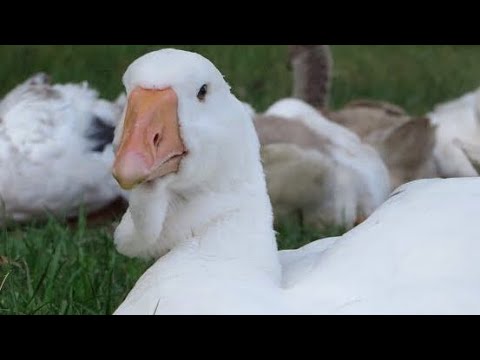 Мои Холмогорские и