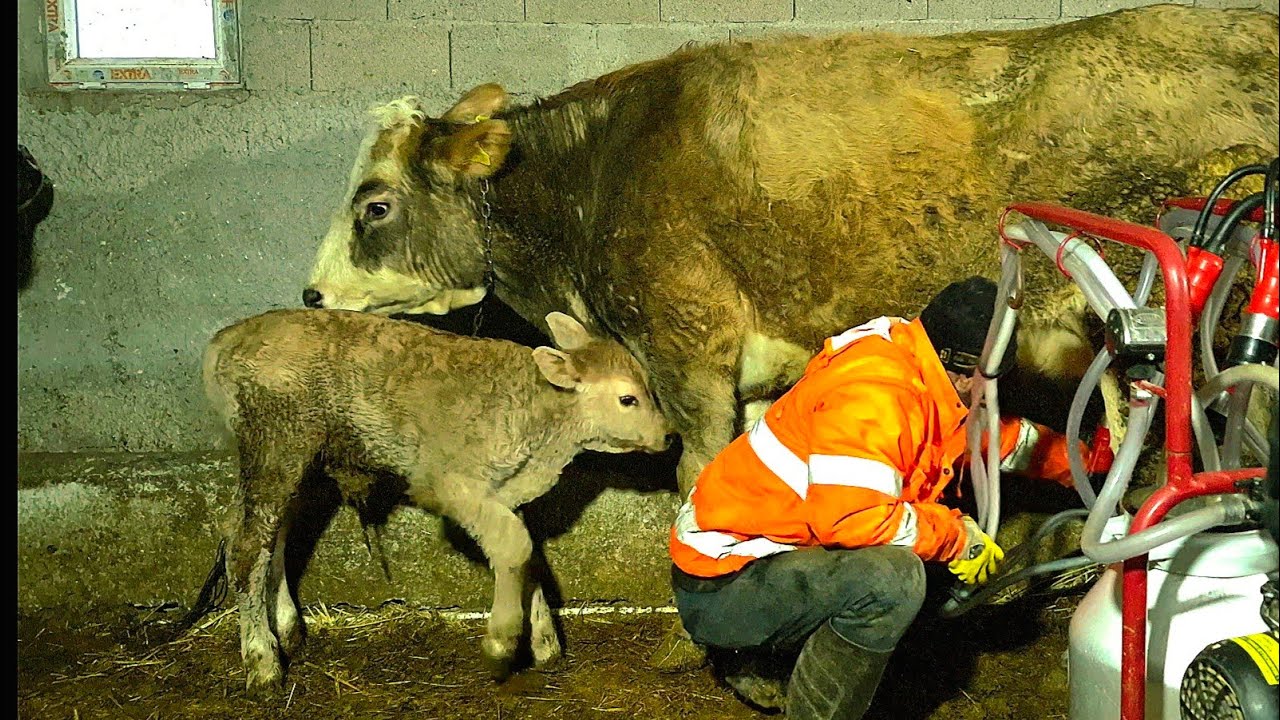 Один день в деревне | Доение коровы и нашего новорожденного теленка