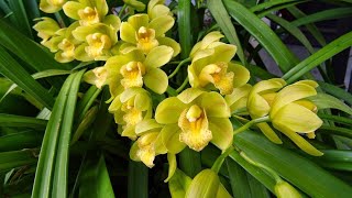 Орхидея цимбидиум. Особенности летнего ухода. Пересадка.