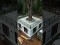 Building a Concrete House Around a Living Tree