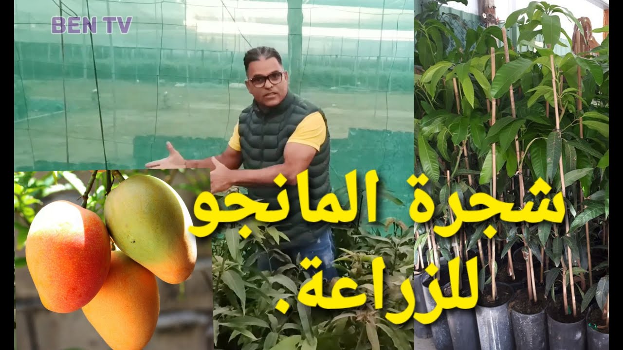 نباتات المانجو في دلالها