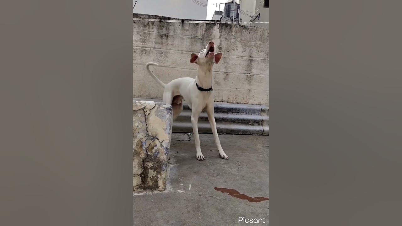rajapalayam-dog-in-tamil-youtube
