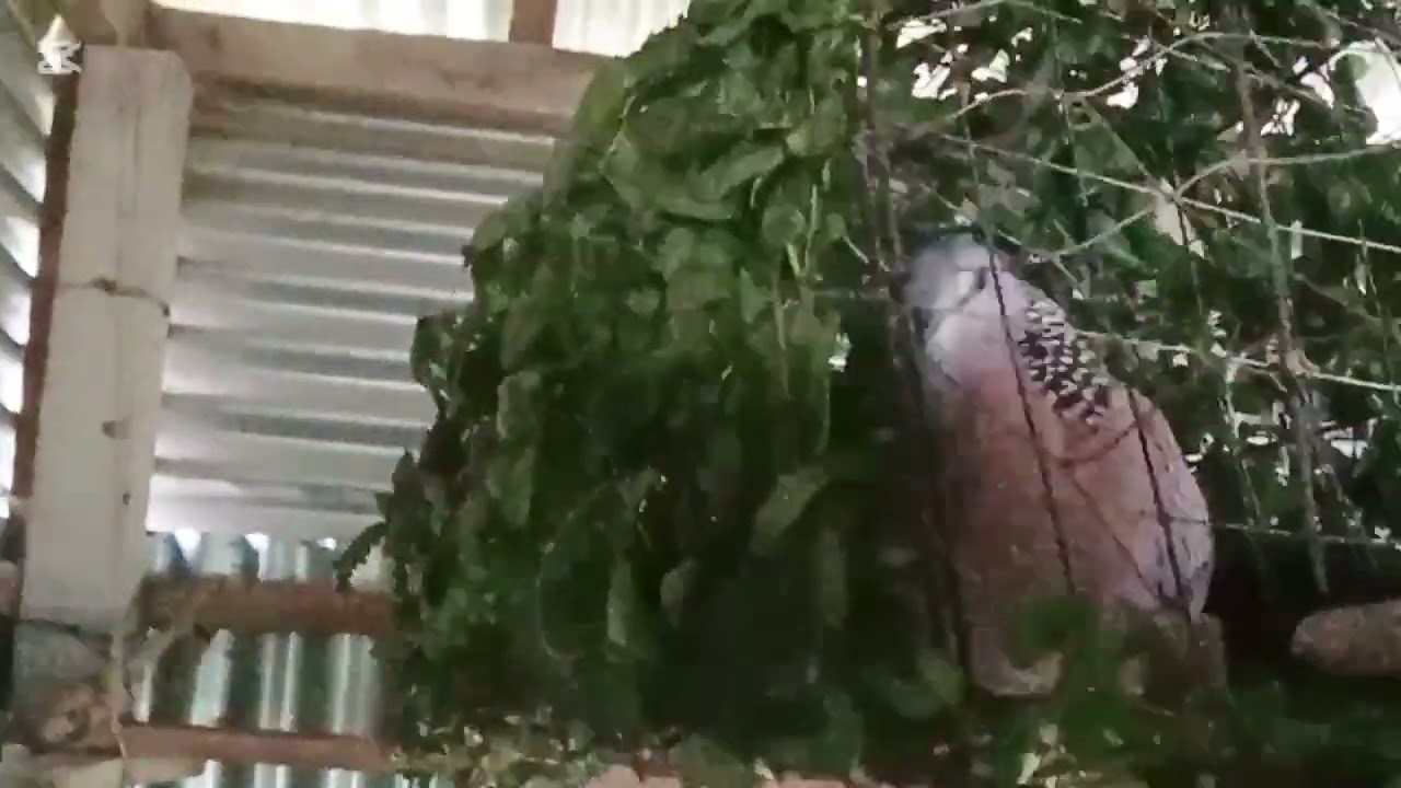 শিকারি ঘুঘু পাখিরডাক   /৷ অরজিনাল তিলা ঘুঘু  পাখির ডাক /৷ দেশি ঘুঘুর ডাক  