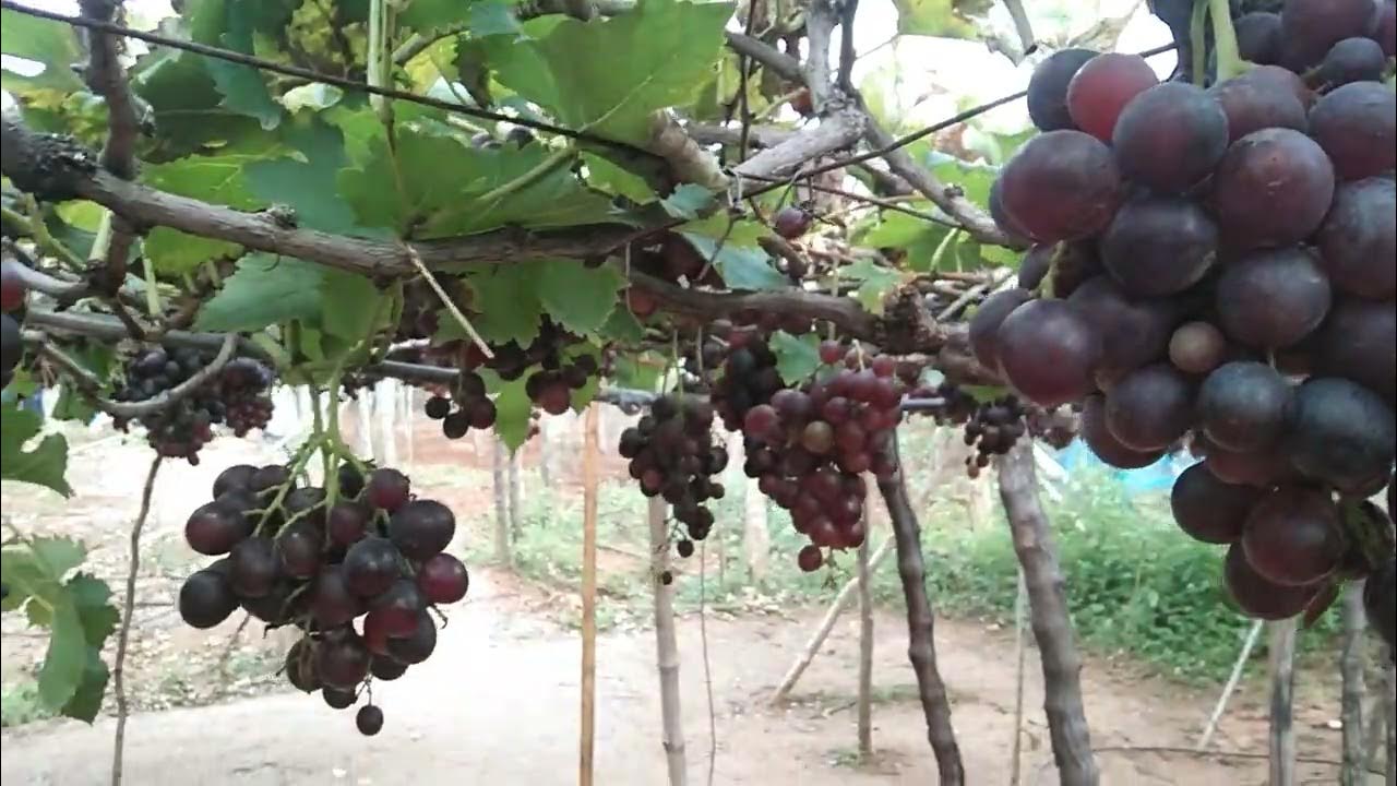 Grapes kambam to kumily YouTube