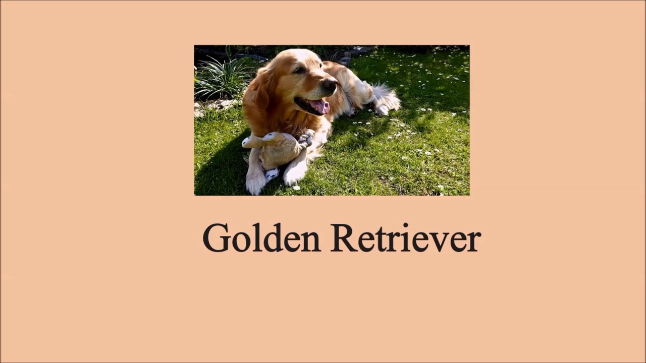 How To Pronounce Golden Retriever Youtube