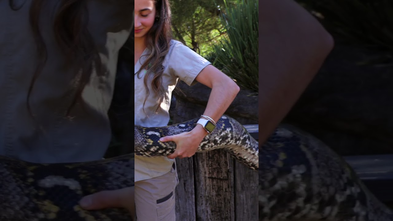 Взвешивание по случаю Всемирного дня змей | Австралийский парк рептилий