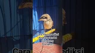 Download Lagu Cara gampang memilih anakan cendet gondrong #cendet #burung #kicaumania MP3