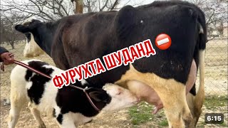 20-Л Шир 2-Сар Оча Бачаи Дахшат 8 Февраля 2026 Г.