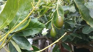 Year-round Avocado Production from One Tree