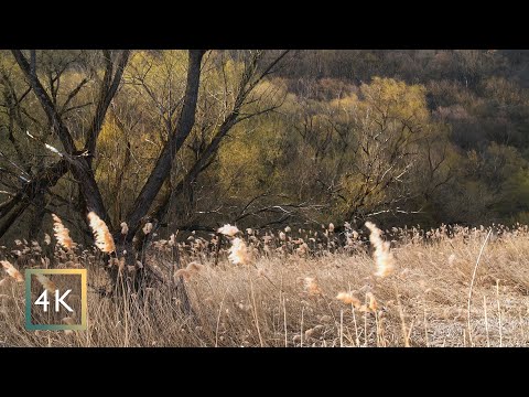 4 hours - Wind in the Trees & Forest Meadow | Deep Wind Sounds | Relaxing Forest Ambience | 4K