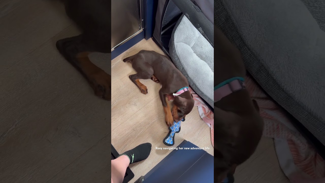 Roxy learning the van, her first night at a hotel, and checking out the RV lot before moving