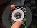 #Autopsy of another #failed #hydroponics #spinach, root development edition #update