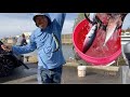 Mackerel fishing at Jodrey State Fish Pier, Gloucester, MA (11/6, 2022)
