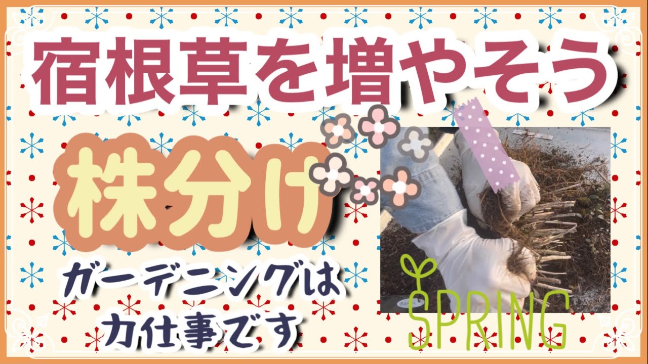 《宿根草を増やそう！株分け実演》株分けの仕方～植え付けまでを解説します