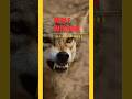The psychology of a wolf pack — what nature never told you #shorts