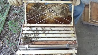 How did the bee adjust after being relocated from a house to a deep super
