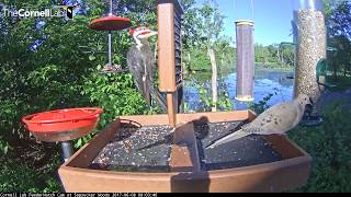 When not visiting a bird feeder, the feeding excavations of a Pileated Woodpecker are so extensive that they often attract other birds. 