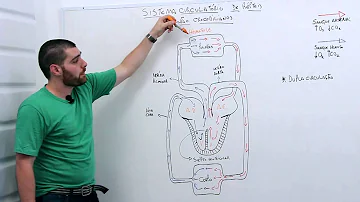 Como é um coração de um réptil?