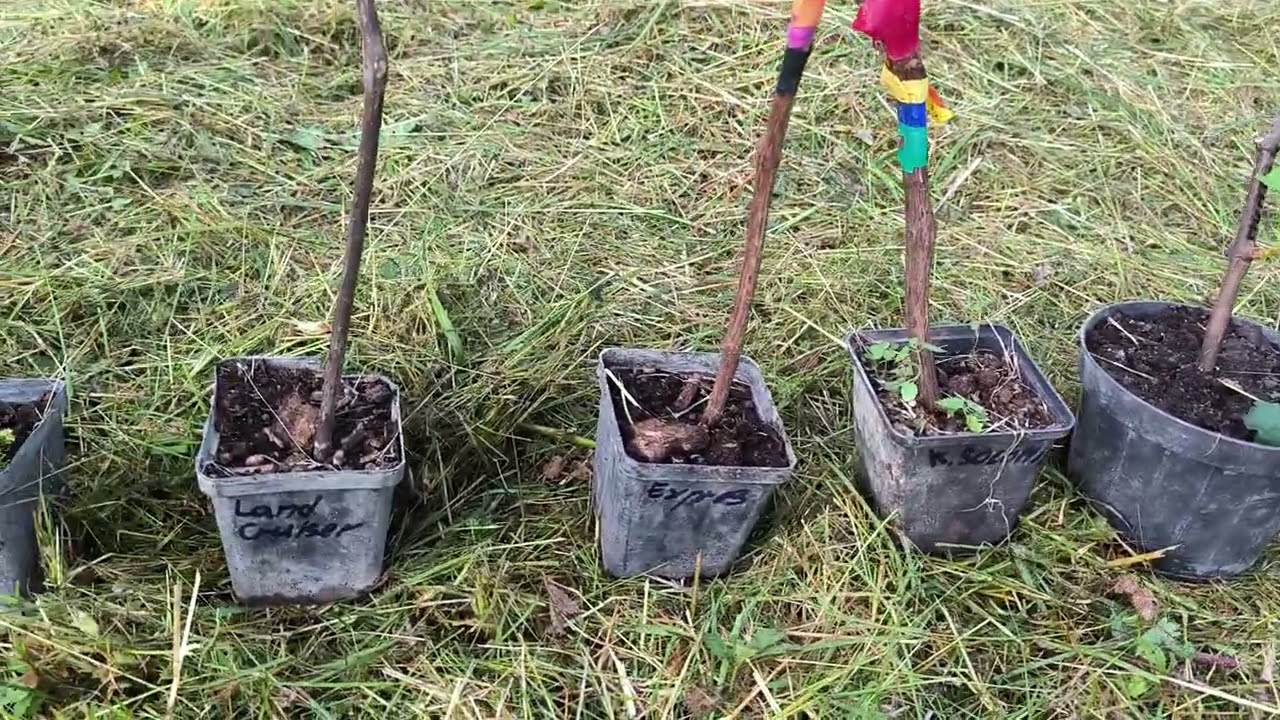 Konténeres ültetés ,ezt mindig lehet,Arra32,, 53,48,...Aiszt (A Gólya ) Ariana,,Kupidon,, Koktél, 🍇🔥