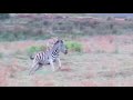 Kololo Game Reserve: Lions chasing a Zebra